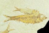 Fossil Fish (Knightia) + Friends - Green River Formation #126525-1